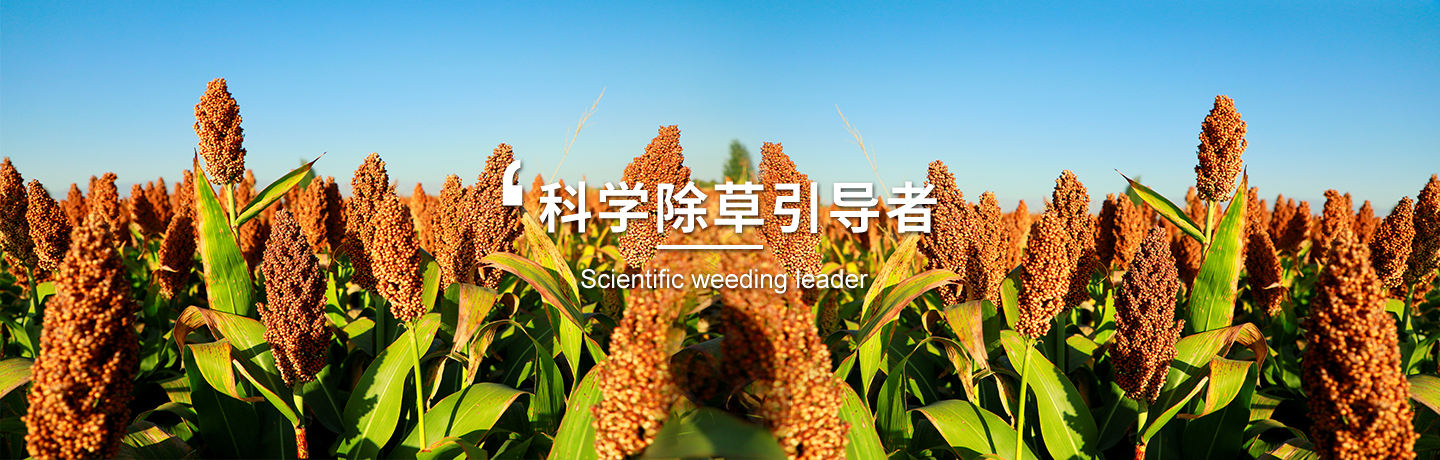 經(jīng)作類(lèi)除草劑哪家好、小麥田除草劑選哪家